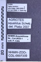 Etikette zu Agriotes squalidus (Schwarz, 1891) (NHMW-ZOO-COL-0007339)